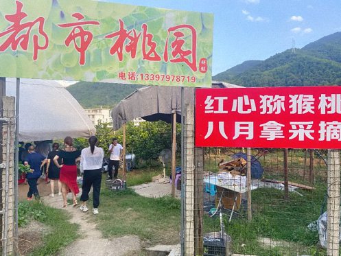 贛州總裁21班師生赴沙河鎮(zhèn)開(kāi)展獼猴桃采摘活動(dòng)204.jpg